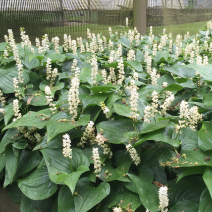 Maianthemum canadense 